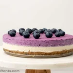 Vegan Blueberry Cheesecake