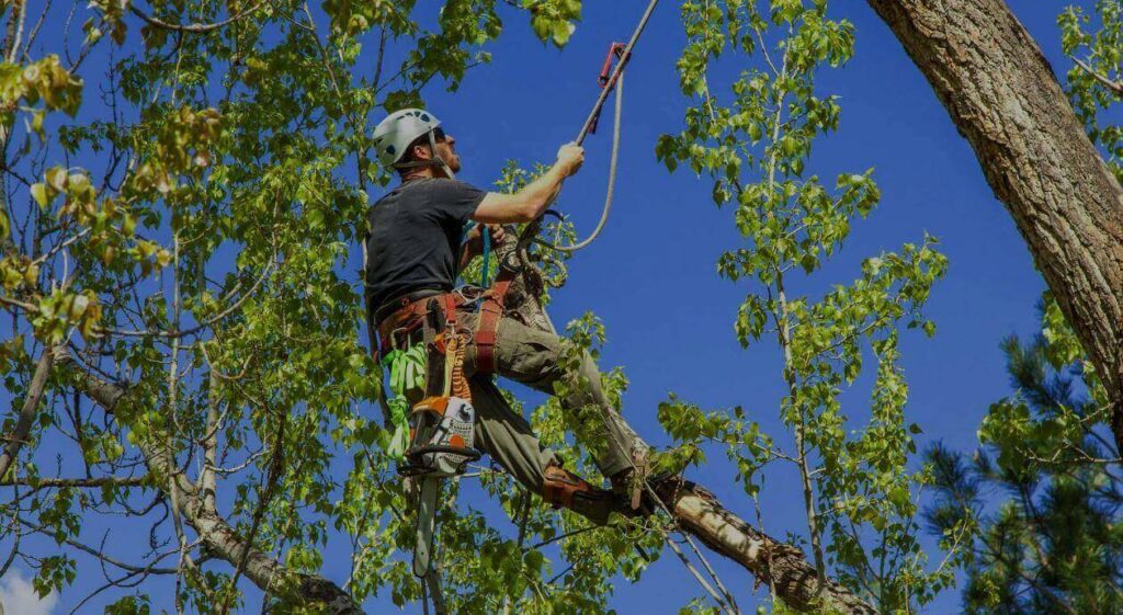 Tree Pruning Services