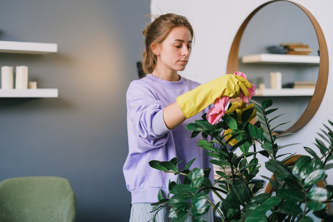 gallery-5 A woman tending to a houseplant indoors, using gloves and a cloth for cleaning.