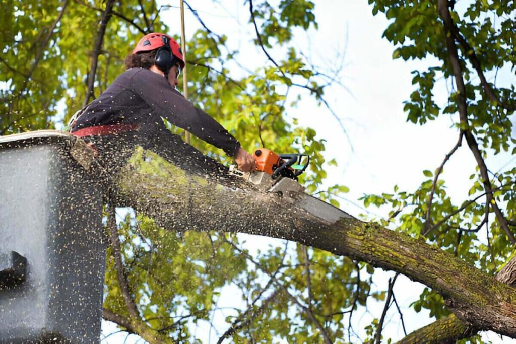 Tree Pruning Services
