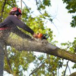 Tree Pruning Services