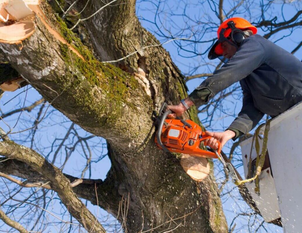 Tree Pruning Services