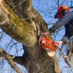 arborist sydney