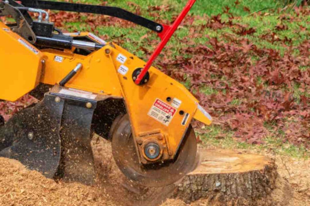 tree and stump removal