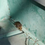 Rodent Control Sydney: Top 5 Eco-Friendly Pest Removal Options