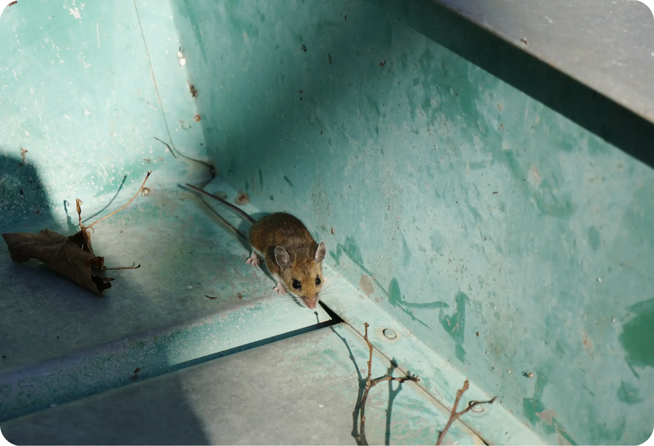 Rodent Control Sydney: Top 5 Eco-Friendly Pest Removal Options