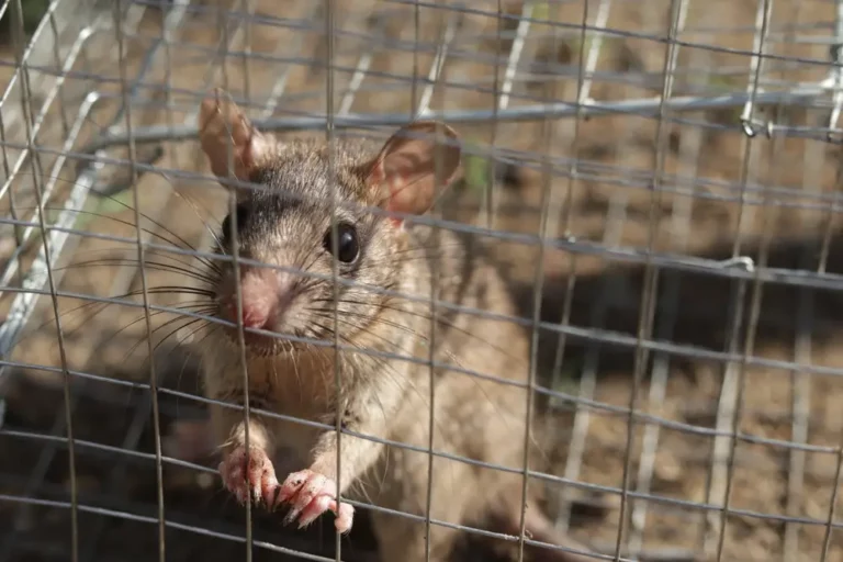 Rat Pest Control Sydney: How Experts Handle Infestations Safely

