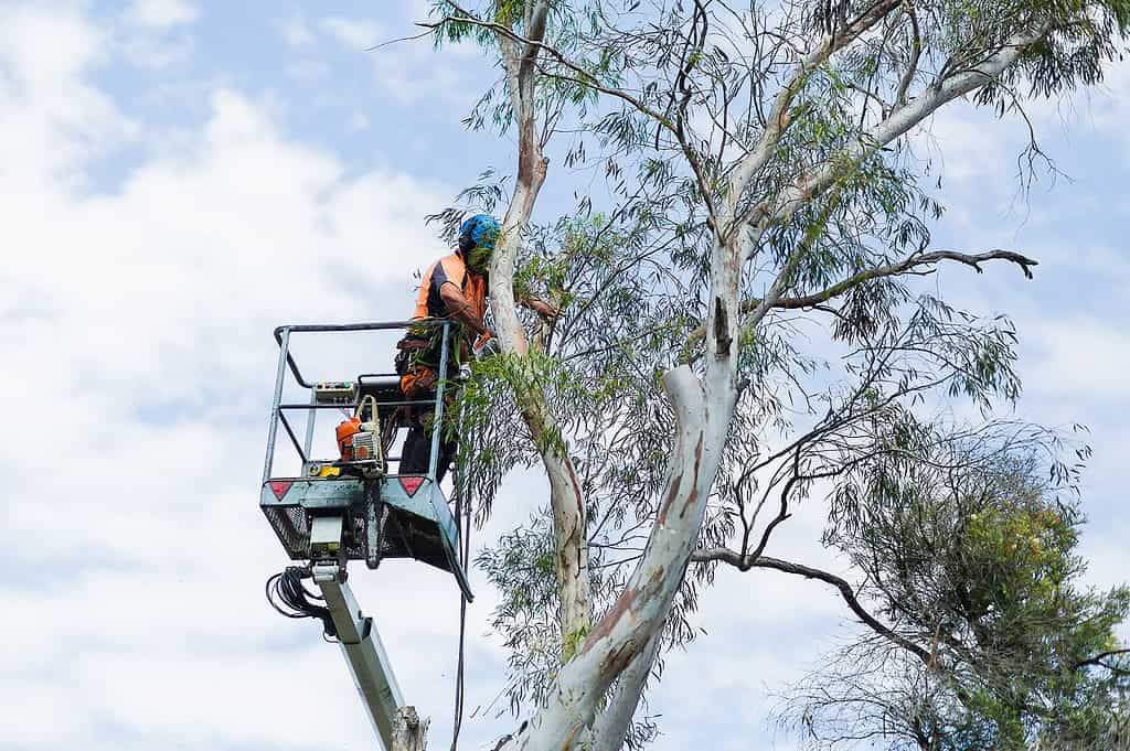 Pymble tree services