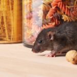 Rat Exterminator Sydney