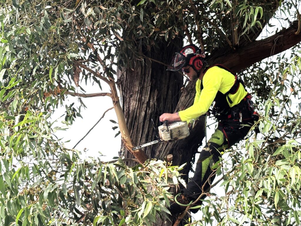 Tree Removal Cost Sydney: A 2026 Price Guide That Doesn't Waste Your Time