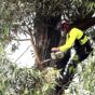Emergency Tree Removal Sydney: What to Do When a Tree Comes Down