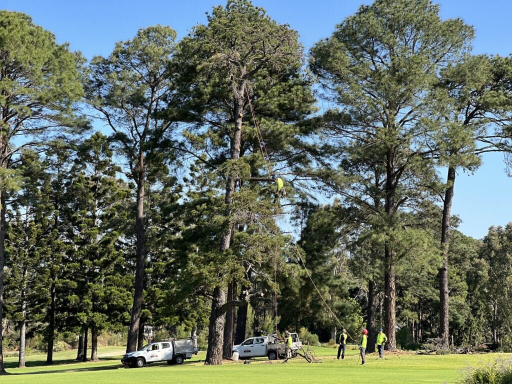 Tree Removal Cost Sydney: A 2026 Price Guide That Doesn't Waste Your Time