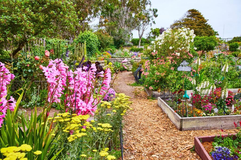 Wood Chip Mulch: The Cheapest Upgrade Your Garden Will Ever Get

