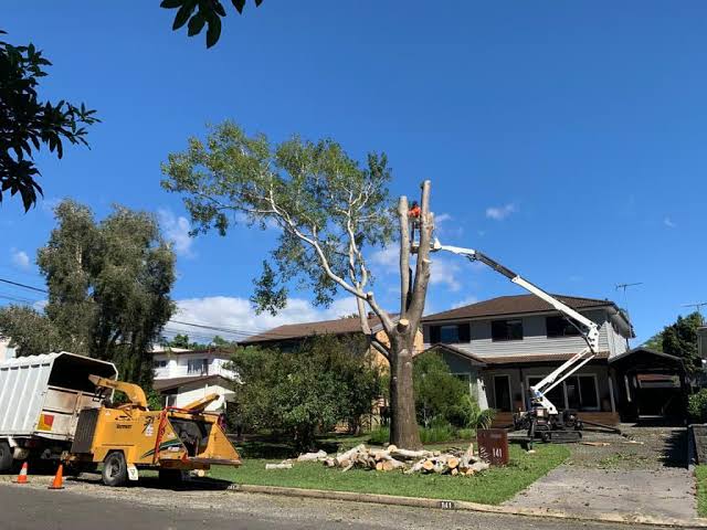 Emergency Tree Removal Sydney: What to Do When a Tree Comes Down

