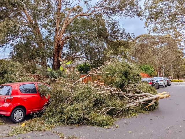 Emergency Tree Removal Sydney: What to Do When a Tree Comes Down

