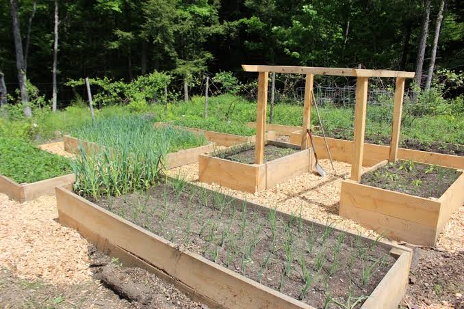 Wood Chip Mulch: The Cheapest Upgrade Your Garden Will Ever Get
