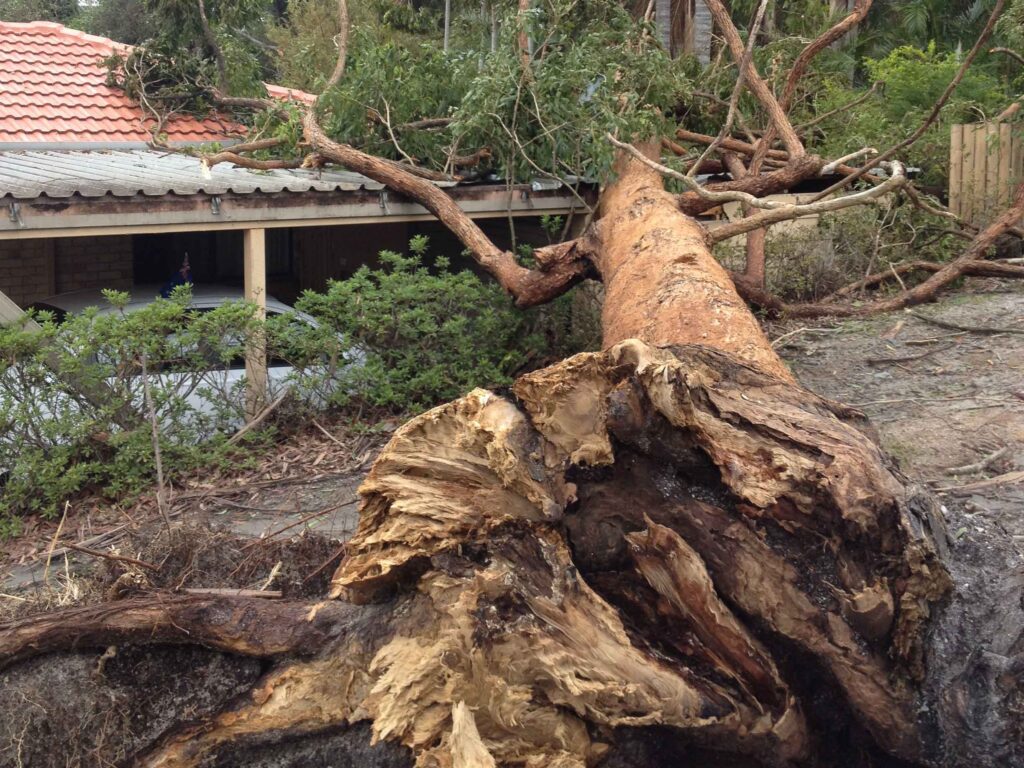 Tree Removal Cost Sydney: A 2026 Price Guide That Doesn't Waste Your Time
