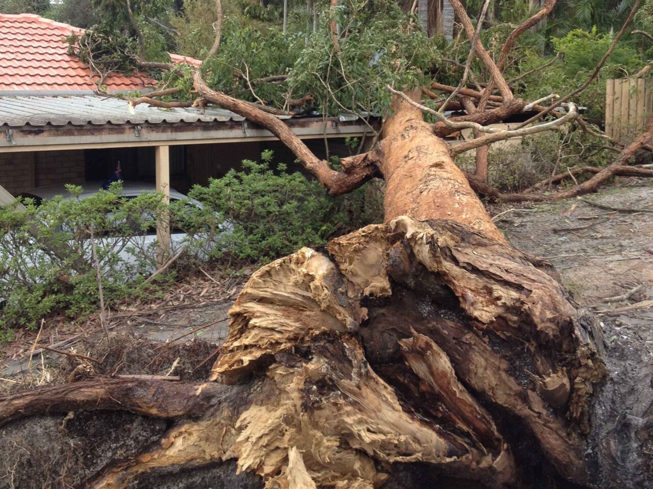 Tree Removal Cost Sydney: A 2026 Price Guide That Doesn't Waste Your Time