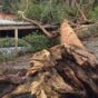 Tree Removal Cost Sydney: A 2026 Price Guide That Doesn't Waste Your Time